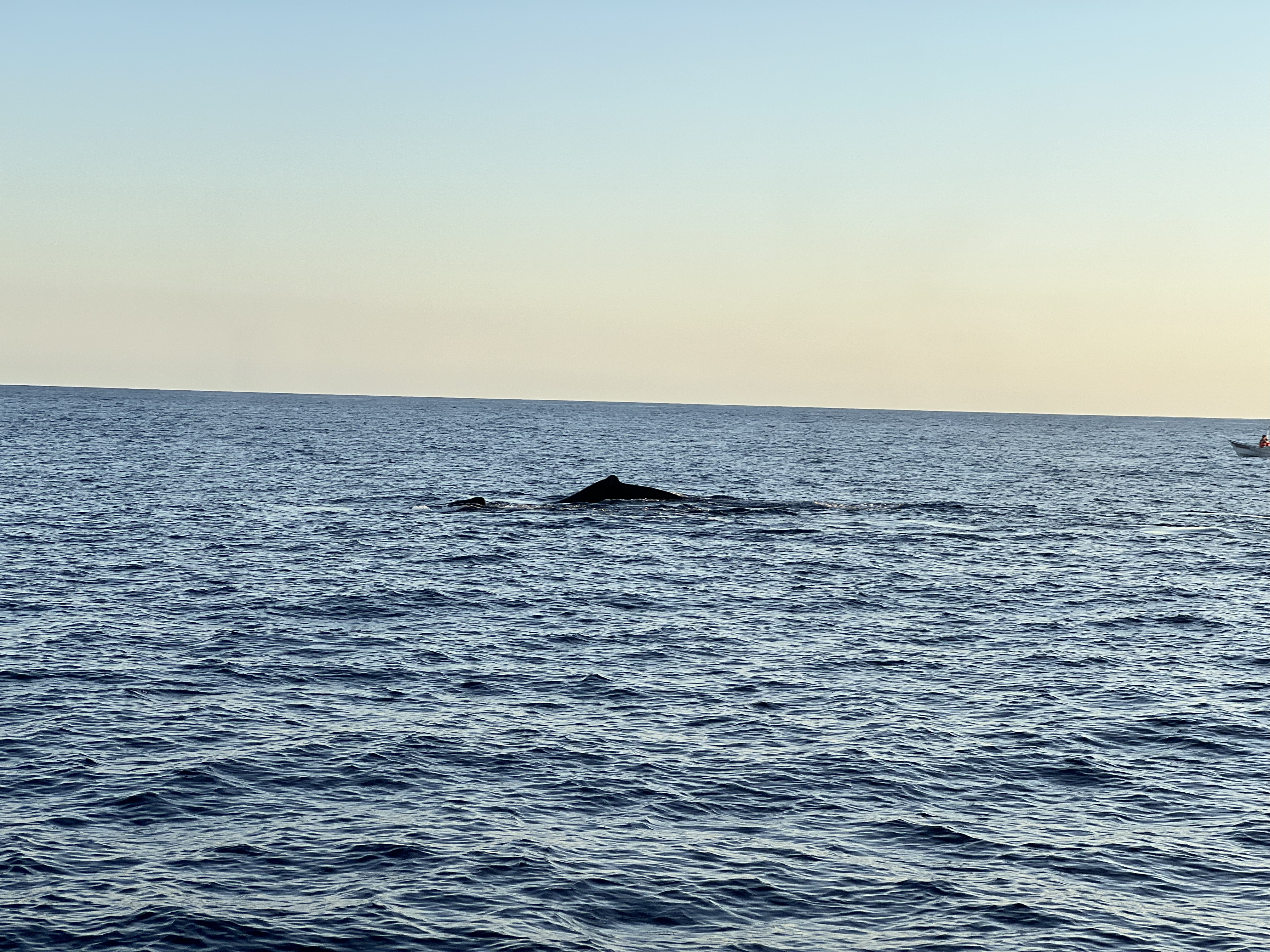 ./2024/13 - Cabo/IMG_4733.jpg